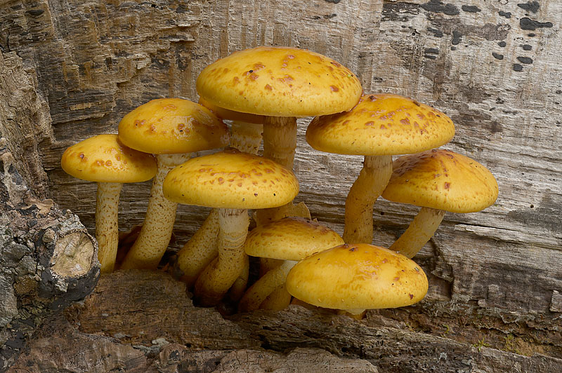 Pholiota adiposa